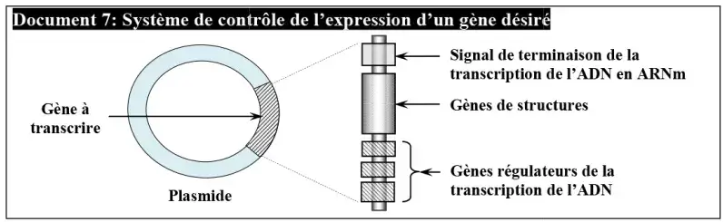 Le génie génétique: Principes et techniques
